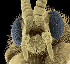 Insect Antennae Structure Drucke: Fly head, SEM