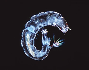 Drucke von Fliegenlarve. Lichtmikroskopische Abbildung der aquatischen Larven einer unbekannten Fliege (Ordnung Diptera), dunkle Feldbeleuchtung, Unbekannter Größenordnung Bilder Datiert 2001 Mai: Fliegenlarve, Lichtmikroskopbild