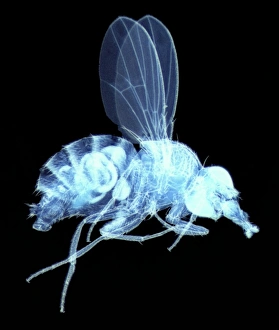 Compound Eye Structure Drucke: Fly, light micrograph