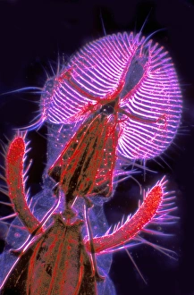 Drucke von Fliegen Mundwerkzeuge. Lichtmikroskopische Abbildung der Mundwerkzeuge (Palpen und Proboscis) einer Hausschweinfliege (Musca domestica), gesehen von unten Bilder Datiert 2006 Januar: Flugmündelteile, Lichtmikroskopbild