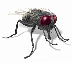 Invertebrate Animal Pictures Drucke: Fly