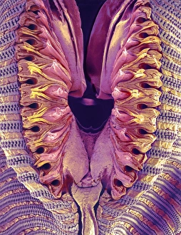 Insect Mouthparts SEM Drucke: Fly proboscis, SEM