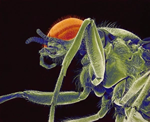 Compound Eye Anatomy Drucke: Fly, SEM