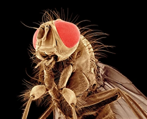 Compound Eyes Drucke: Fly, SEM C015 / 8078