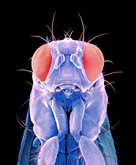 Insect Mouthparts SEM Drucke: Fly, SEM C015 / 8079