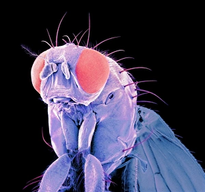 Compound Eyes Drucke: Fly, SEM C015 / 8080