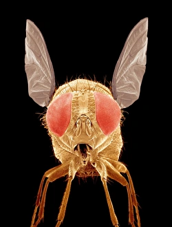 Compound Eyes Drucke: Fly, SEM C015 / 8082