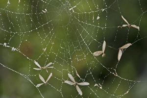 Eastern Cape Nature Reserve Images Drucke: Flying ants trapped in a spiders web