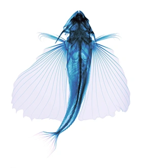 Fliegende Fische, Röntgenstrahlen