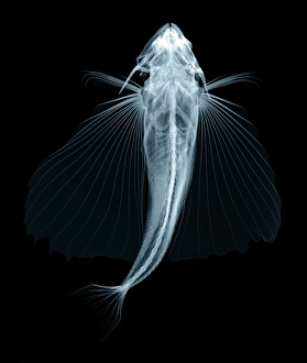 Röntgenbild Drucke: Fliegende Fische, Röntgenstrahlen