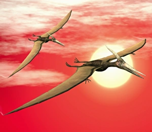 Late Cretaceous Period Drucke: Flying pteranodons