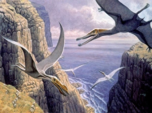 Drucke von Fliegende Pterosauriern als Kunstwerk Bilder Datiert 2006 Juni: Fliegende Pterosauri