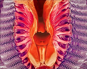 Insect Mouthparts SEM Drucke: Flys proboscis, SEM