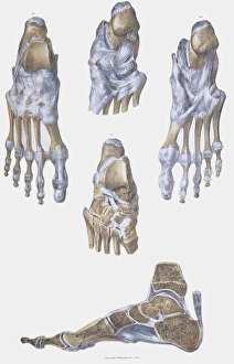 Historical Anatomical Artwork Drucke: Foot bones and ligaments
