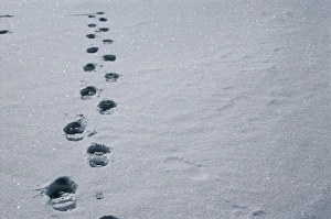 Footprints In Snow Drucke: Footprints in snow