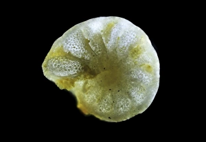 Calcium Carbonate Fossils Drucke: Foraminiferan, light micrograph