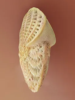 Fossilienprüfung von Foraminiferiden mit Schalen unter dem Elektronenmikroskop