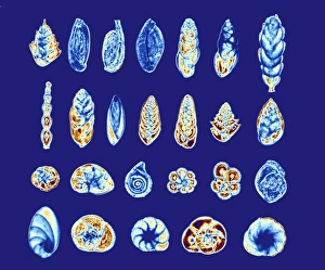 Polarised Light Microscopy Drucke: Foraminiferans, light micrograp