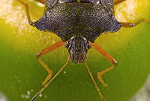Shield Bug Drucke: Forest bug on an acorn