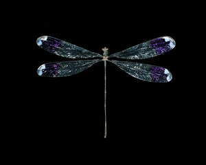 Damselfly Species Drucke: Forest giant damselfly
