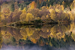 Perthshire Landscape Photography Drucke: Forest reflected in a loch