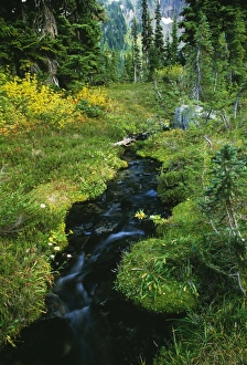 Forest Scenery Photos Drucke: Forest stream