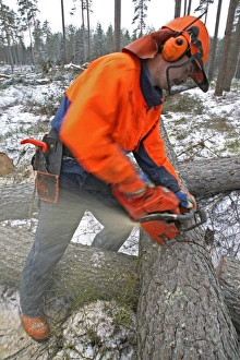 Woodcutting Techniques Drucke: Forest worker sawing timber