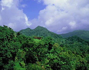 Drucke von Die Wälder von Grenada Bilder Datiert 2004 Juli: Die Wälder von Grenada.