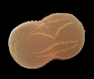 Pollen Grain Structure Drucke: Forget-me-not pollen, SEM