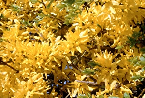 North Berwick Scotland Drucke: Forsythia intermedia