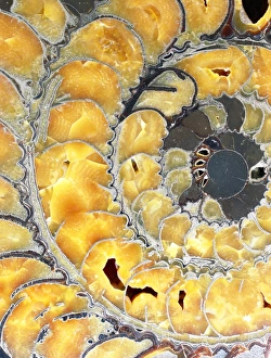 Devonian Period Fossils Drucke: Fossil ammonite