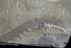 Burgess Shale Fossils Drucke: Fossil arthropod