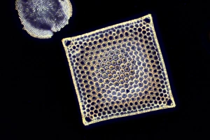 Fossiler Diatommenschkel, Lichtmikroskop
