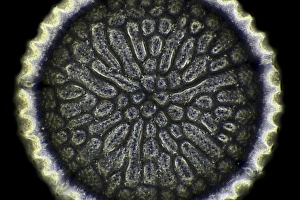 Marine Plankton Images Drucke: Fossil diatom, light micrograph C016 / 8586