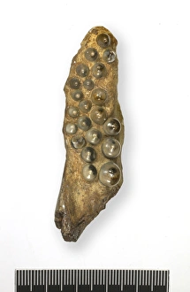 Fossiler Fischzähne C016/6003