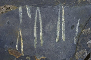 Ancient Marine Life Drucke: Fossil Graptolites C016 / 9741