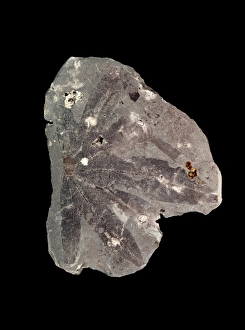 Cretaceous Period Fossils Drucke: Fossil leaf C016 / 5960