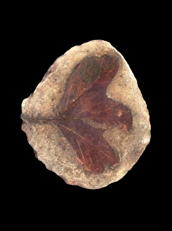 Fossilschäfchen C0/16-59-61