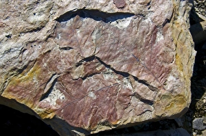 Fossilized Plant Life Drucke: Fossil leaves