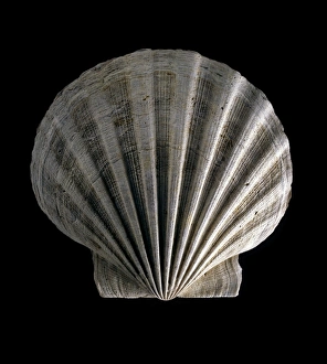 Prehistoric Sea Creatures Drucke: Fossil scallop shell C016 / 5615