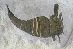 Devonian Period Fossils Drucke: Fossil sea scorpion or Eurypterid