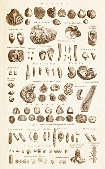 Drucke von Platte aus dem 18. Jahrhundert eines Enzyklopädie-Verlags mit Illustrationen von Schalenfossilien Bilder Datiert 2013 September: Fossilschalen C017/3532