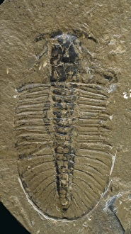 Ancient Sea Creatures Drucke: Fossil trilobite