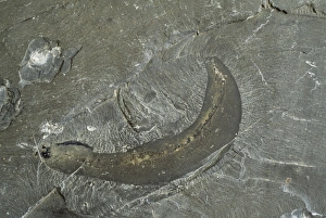 Drucke von Fossiler Wurm (Ottoia sp.) aus der Gegend des Burgess-Shalen. Dieser Priapulidwurm lebte im mittleren Kambrium, über 500 Millionen Jahre vor unserer Zeit Bilder Datiert 2003 November: Wurmfossil