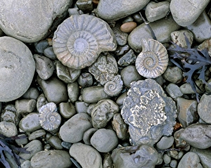 Bilder, datiert 1999: Fossilierte Schale eines Ammoniten unter Steinen