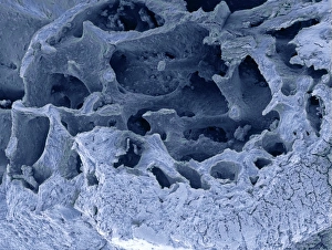 Scanning Electron Microscopy SEM Images Drucke: Fossilised bird bone, SEM
