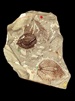 Eocene Era Fossils Drucke: Fossilised leaf C016 / 5956