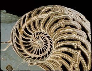 Lyme Regis Fossils Drucke: Fossilised nautilus shell