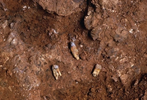 Ancient Human Evolution Drucke: Fossilised teeth, Gran Dolina