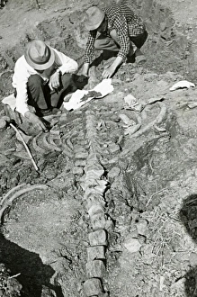 Bilder Datiert 22. März 2005: Rieselfossilwal